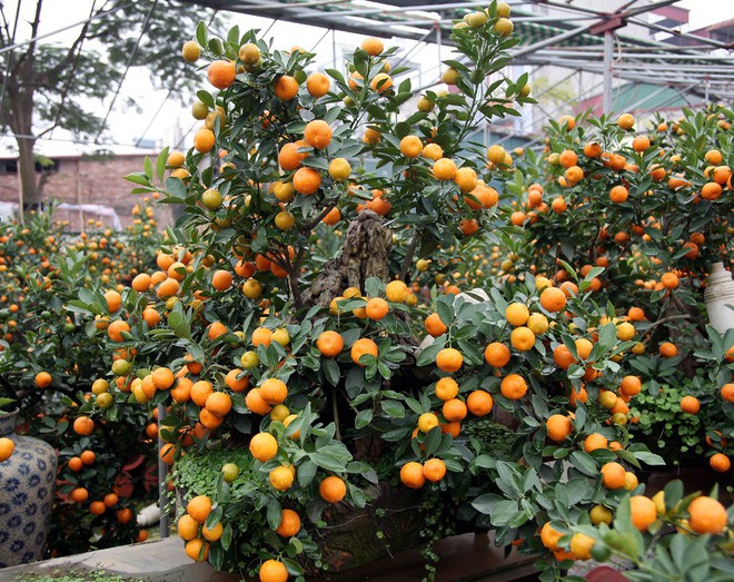 Quất khủng dáng long phụng, không bán chỉ cho thuê giá 50 triệu đồng